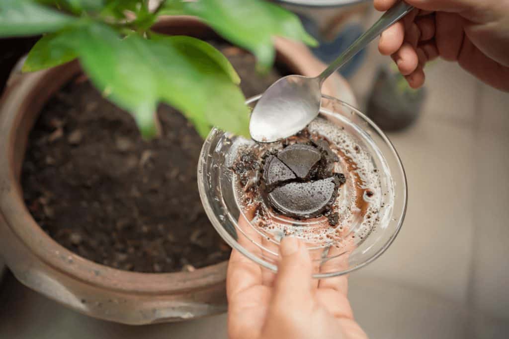 Are Coffee Grounds Good for Pepper Plants Gourmet Coffee Lovers
