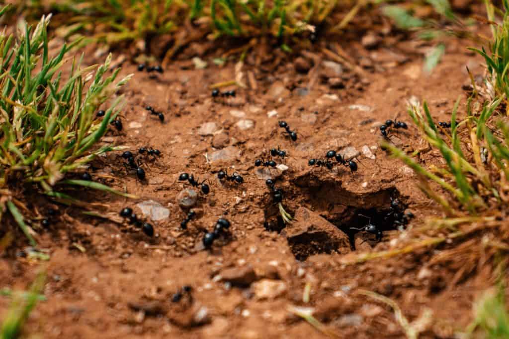 Will Coffee Grounds Kill Ants? Gourmet Coffee Lovers