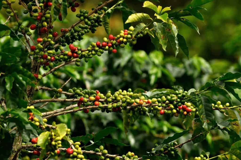 Are Coffee Plants Toxic to Cats? Gourmet Coffee Lovers